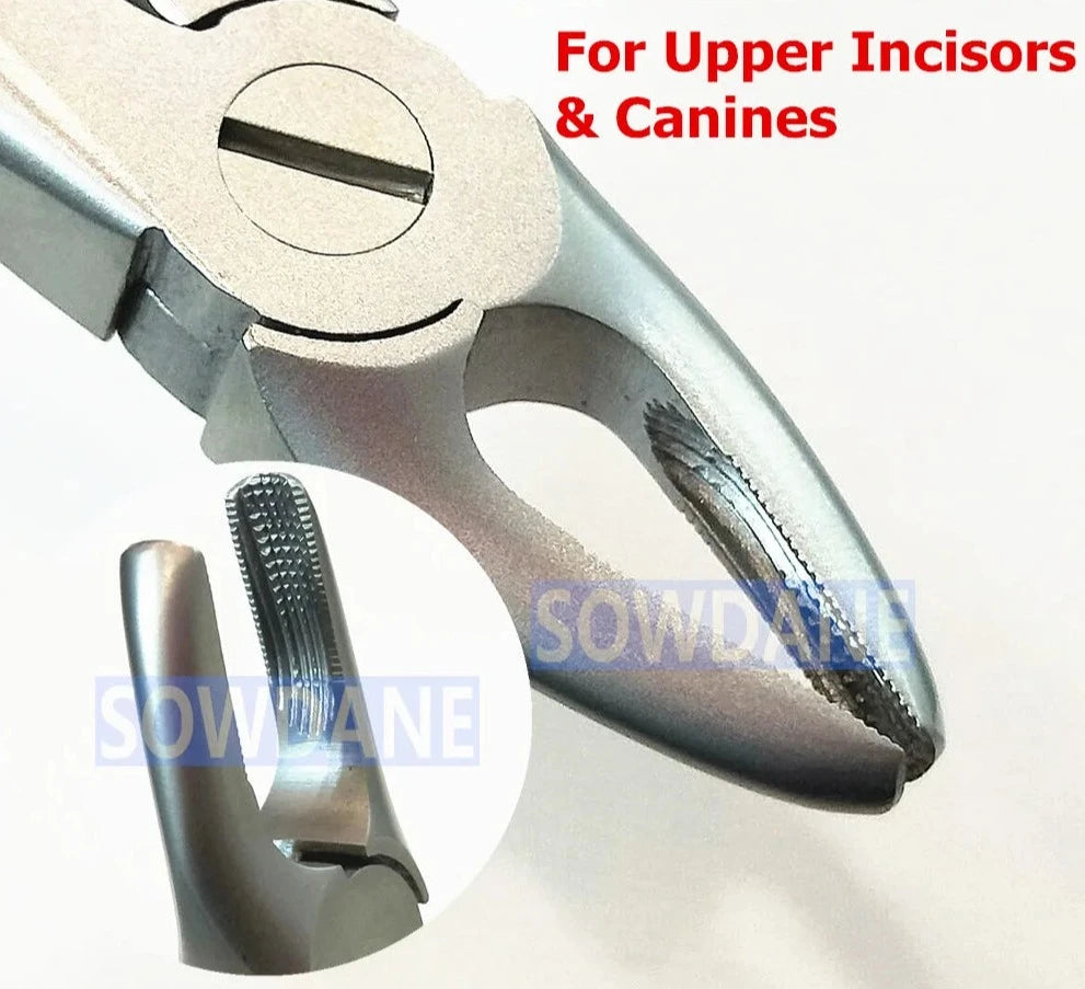 Premium Dental Extraction Forceps - High Quality Stainless Steel Instrument for Adult Teeth