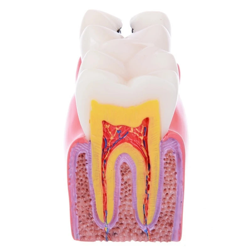 Dental Teeth Model Study Guide