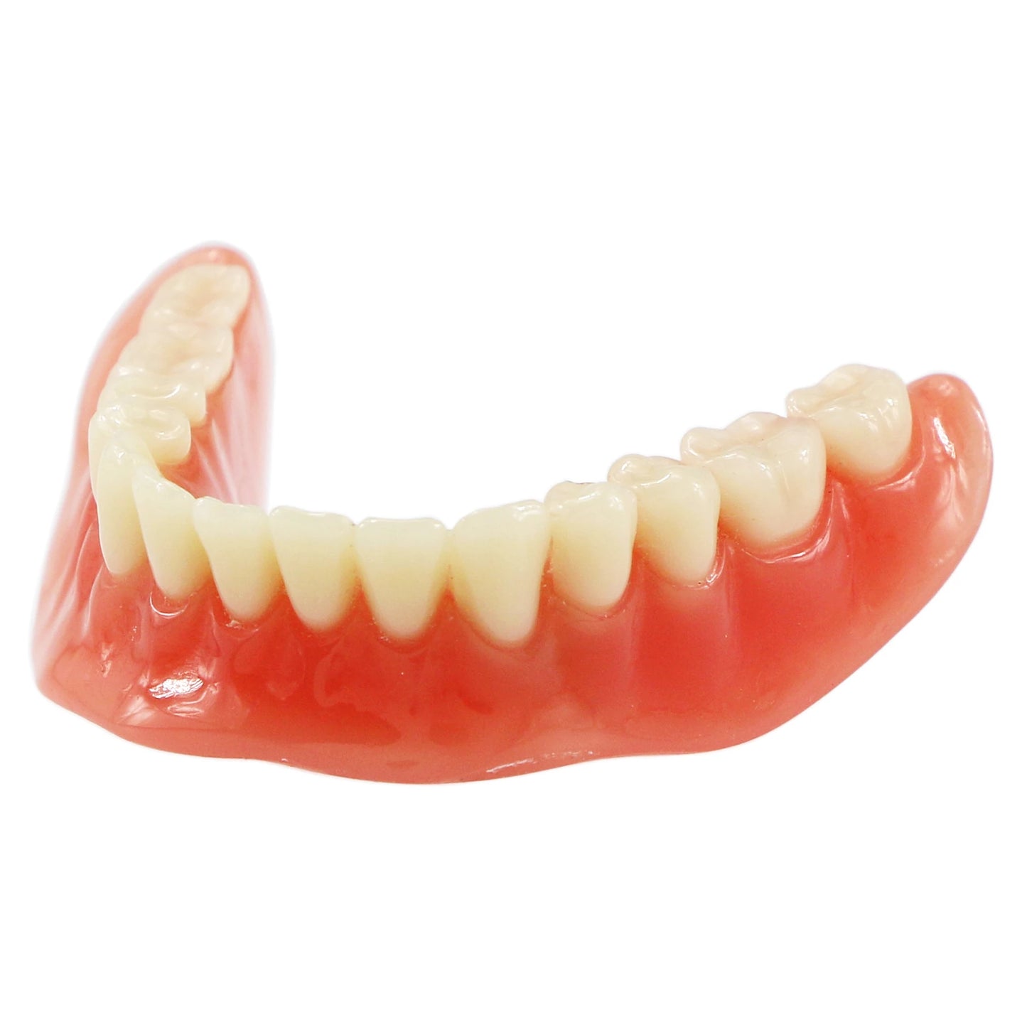 Dental Model M6002 Implant Overdenture Study Base